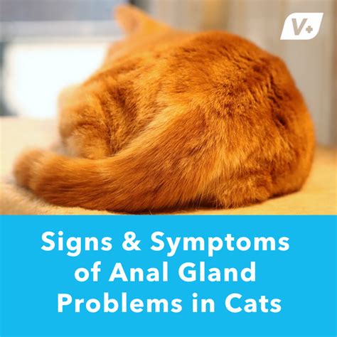 cat leaking brown fluid from anus|Cat Anal Gland Problems: Causes, Symptoms & Treatment